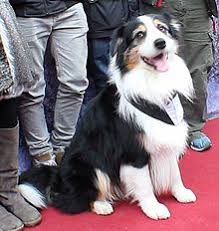 Australian Shepherd Wikipedia