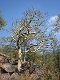 Image result for Commiphora fulvotomentosa