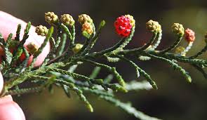 Image result for Microcharis