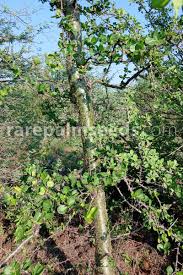 Image result for Commiphora viminea