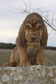 Black And Tan Bloodhound Puppy Liver Tan Bloodhound Puppy Boerner S Bloodhounds Bloodhound Puppies Puppies Dogs