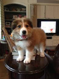 Some of the reliable breeders that you can purchase from are: B E R N E S E M O U N T A I N D O G P Y R E N E E S M I X Zonealarm Results