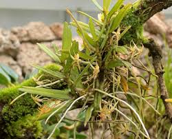 Image result for Angraecum moandense