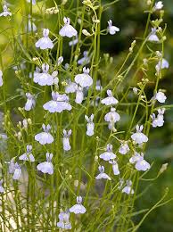 Image result for Dasylepis racemosa