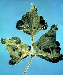 Infected plants can be stunted and bushy. Virus Diseases Of Snap And Dry Beans