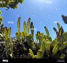 Image result for Lepisorus