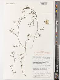 Image result for Inversodicraea