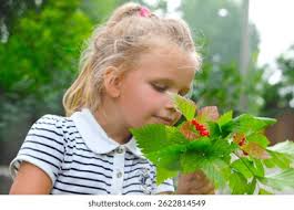 39+ Thousand Bramble Nature Royalty-Free Images, Stock Photos & Pictures