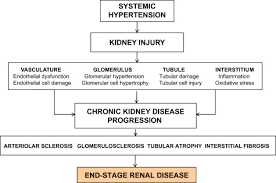 As renal disease is a major problem in the aging cat population, correction of hypertension is one way which the duration and quality of life can be improved. Management Of Hypertension In Chronic Kidney Disease Sciencedirect