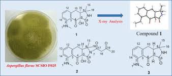 After aspergillus fumigatus, aspergillus flavus is the second most common aspergillus mold to infect humans. Asperorydines N P Three New Cyclopiazonic Acid Alkaloids From The Marine Derived Fungus Aspergillus Flavus Scsio F025 Fitoterapia X Mol