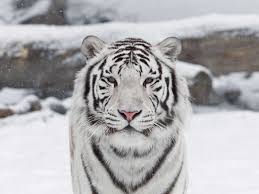 Here you can find the best white tiger wallpapers uploaded by our community. White Tiger Wallpapers 7 Wallpics