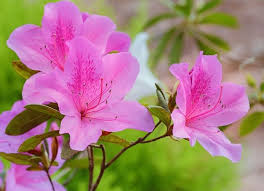 Arti Dan Makna Bunga Azalea Http Bibitbunga Com Blog Arti Dan Makna Bunga Azalea Bunga Gambar Bunga Menanam Bunga