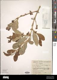 Image result for Strychnos innocua