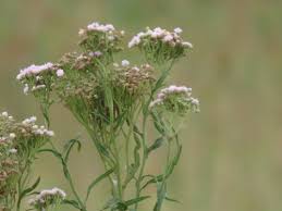 Image result for Ethulia