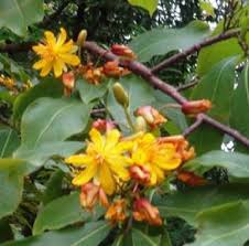 Image result for Ochna