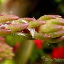 Image result for Portulaca foliosa