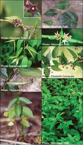 Image result for Vincetoxicum