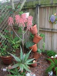 Image result for Aloe ballii