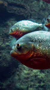 Ikan ini mempunyai banyak peminat di indonesia karena bisa diolah menjadi berbagai jenis makanan hingga jajanan. 100 Gambar Ikan Hias Mas Hiu Koi Paus Lele Dll