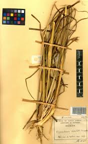 Image result for Hyperthelia dissoluta