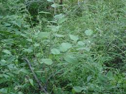 Image result for Melhania virescens