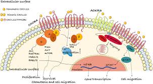 We did not find results for: Frontiers The Chemokine Receptor Cxcr4 In Cell Proliferation And Tissue Regeneration Immunology