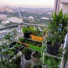 Berkebun sayur sendiri di rumah,seneng bisa tumbuh. Berkebun Di Balcony Aras 34 Macam Macam Lelaki Ni Boleh Tanam Ni Tipsnya Keluarga