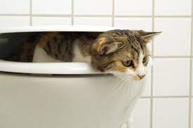 We did not find results for: How To Stop A Cat From Drinking Toilet Water