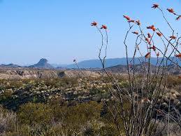 Cacti need water, especially during the growth period. The Splendid Ocotillo Aneyefortexas