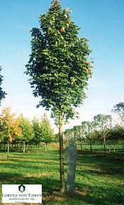 Sie sind blickdicht und helfen, blicke in die wohnung oder das haus fernzuhalten, sind dabei aber lichtdurchlässig. Saulen Spitzahorn Aceraceae Mittelgrosser Kompakter Baum 8 10 12 M Hoch 3 4 M Kronendurchmesser Schmal Eifo Outdoor Pflanzen Baum Vorgarten Baume Garten