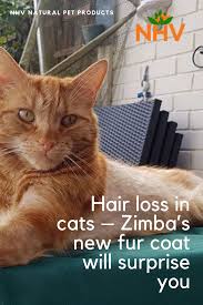 Hair Loss In Cats Zimba S New Fur Coat Will Surprise You Cat Hair Loss Hair Loss Cats