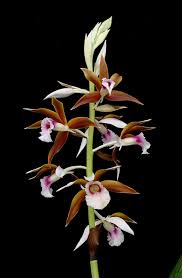 Image result for Phaius