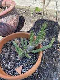 Which usually take up space the size of a hand, are preferred for decoration in many indoor and outdoor places because of easy to. Cylindropuntia Whipplei Plants Cactus Hardy