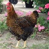 The 6 Different Classes of Chickens | Meyer Hatchery Blog