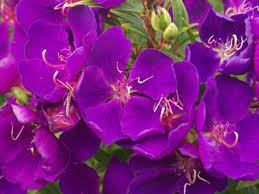 Height 4 to 14 in (10 to 35 cm) with deep purple flowers and mauve leaves and spreads quite well. Tibouchina Glory Bush Lasiandra Tibouchina Hybrid Little Beauty