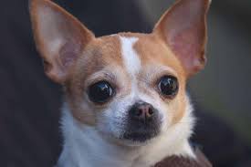 May 19, 2021 · due to their size, chihuahua are more susceptible to physical injury than larger breeds. A Chihuahua Is A Tiny Dogs That Is Active Playful Moody And Loving