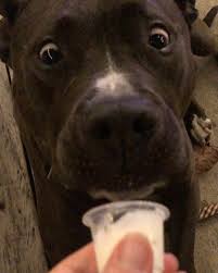 Introducing a new puppy to your older dog is an important start to their lives together. Tv7sccbohye7nm