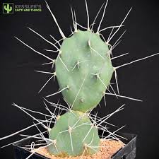 Image result for Opuntia