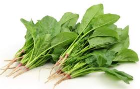 Image result for Spinacia oleracea