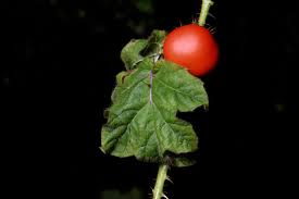 Image result for Solanum capsicoides