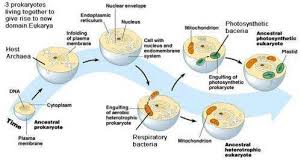 Paleontologist Presents Origin Of Life Theory Theories Lynn Margulis Prokaryotic Cell