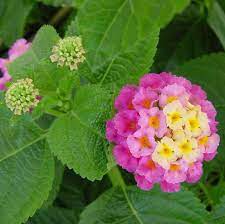 Lantana Athens Rose Lavender Plant Lantana Lantana Plant