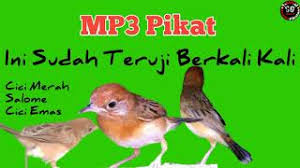 Tips cara membedakan cici padi jantan dan betina: Download Suara Pikat Burung Cici Merah Mp3 Mp4 Kami Hobi Kicau