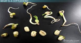 Menyemai biji bunga matahari dan membawa lebih banyak matahari ke dalam taman anda anda boleh memilih dari pelbagai jenis yang berbeza bukan sahaja yang paling popular dengan bunga. Pengertian Kotiledon Dan Fungsinya Www Sridianti Com
