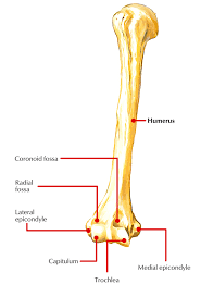 Subscribe to learn interesting facts about the human body every day. Easy Notes On Medial Epicondyle Of Humerus Learn In Just 3 Mins Earth S Lab