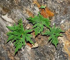 Image result for Pityrogramma argentea