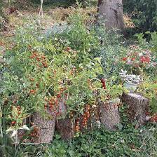 Maintain your yard, choose plants, and complete various outdoor projects with our tips and ideas. Landscaping With Logs Mother Earth News