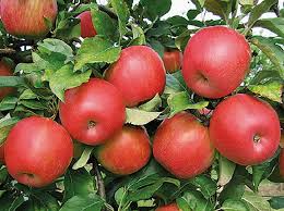 Resultado de imagen de manzanas