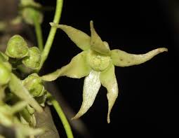 Image result for Monoon longifolium