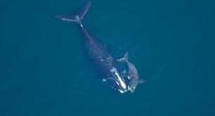 Image result for whale
